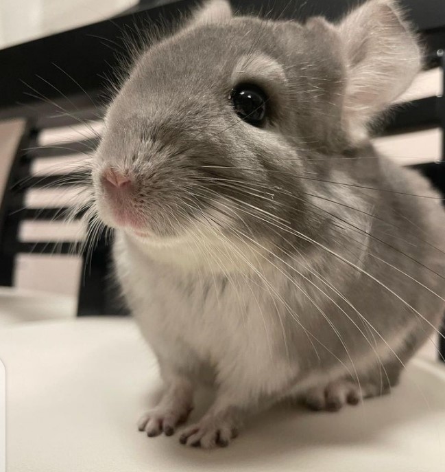 Chinchilla :The Gentle and Loving Animals That Will Make Great Companions