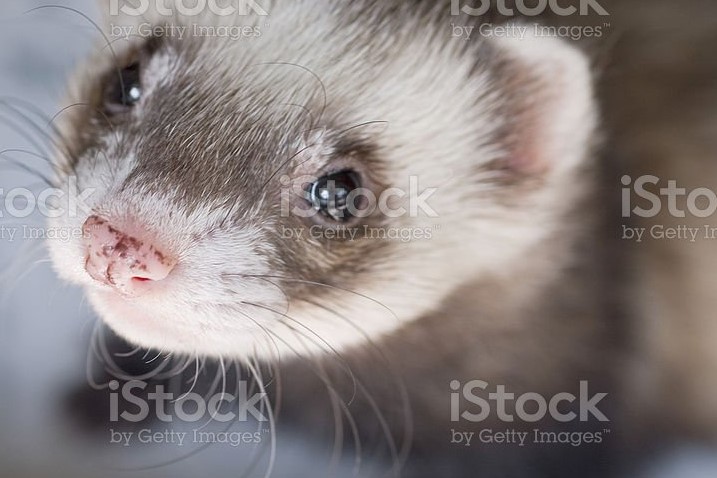 Ferrets: The Curious and Playful Pet