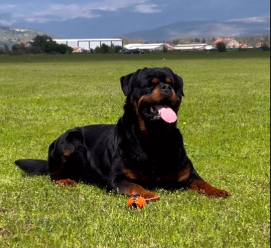 Rottweiler Sitting: Everything You Need to Know