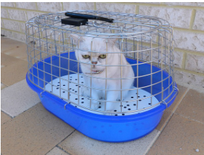 Outdoor Cat Shelters