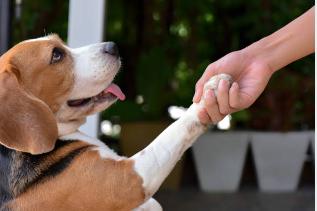 Can Dogs Understand Human Conversation?