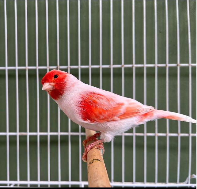 Boredom in Pet Birds and How to Prevent It