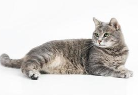 Common Cat Breeds and their Personalities