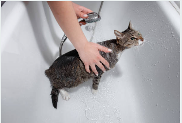 How To Bath  A Cat: A Comprehensive Guide