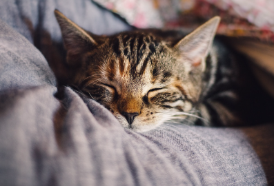 Post-Operative Care for Cats: A Comprehensive Guide
