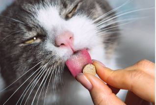 The Best Supplement for Your Cat