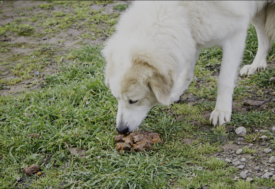 How to Stop your Dog from Eating Poop
