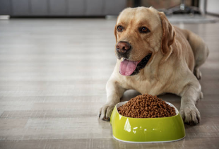 Best Foods For Overweight Dogs