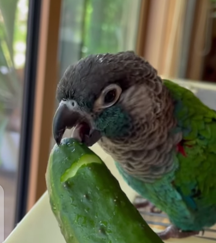 Parrot Food: What to Feed Your Feathered Friend