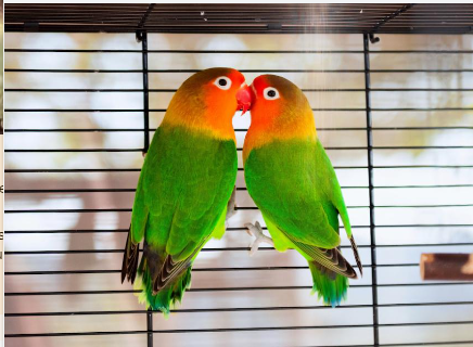 Parrots as Pets: What You Need to Know