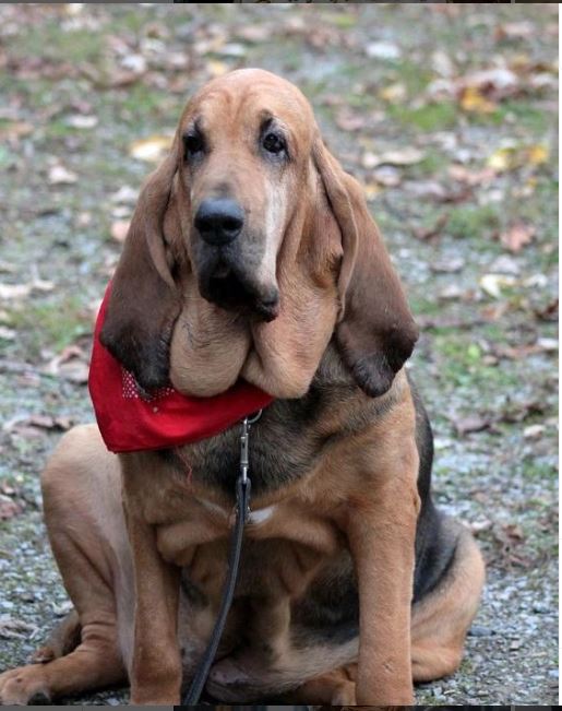 Bloodhounds: Behaviors of Concern