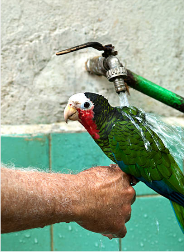 How To Bathe A Parrot: A Comprehensive Guide