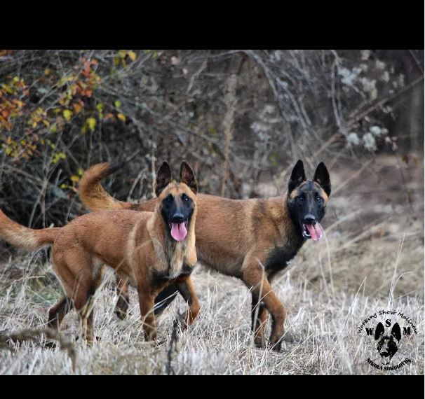 Belgian Malinois: The Working Dog for Active Families