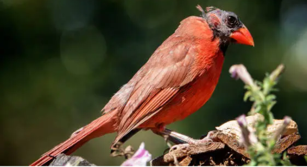Bird Molting: What You Need to Know