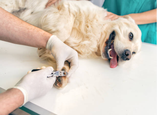 How to Treat a Broken Dog Nail