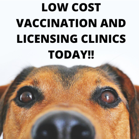 Dog Licensing Should Be Mandatory Nationwide