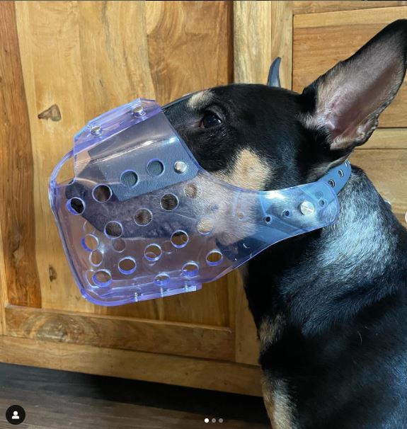 A Comprehensive Guide to Dog Mouth Muzzles