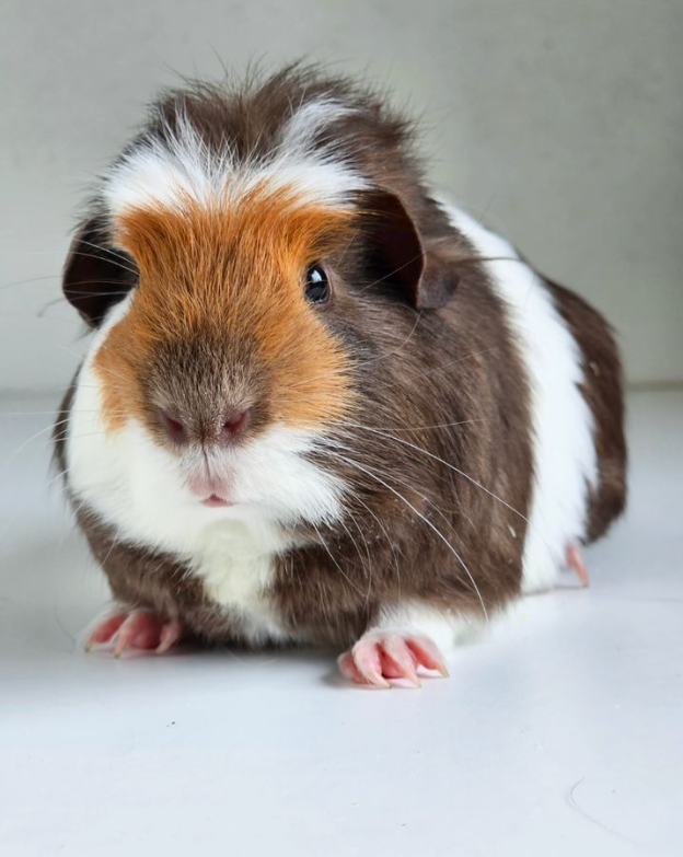 The Complete Guide to Guinea Pig Care