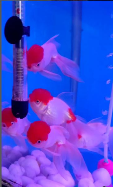Aquarium Pets: A Guide to the Best Fish and Invertebrates