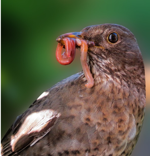 Worms in Birds: Everything you Need to Know