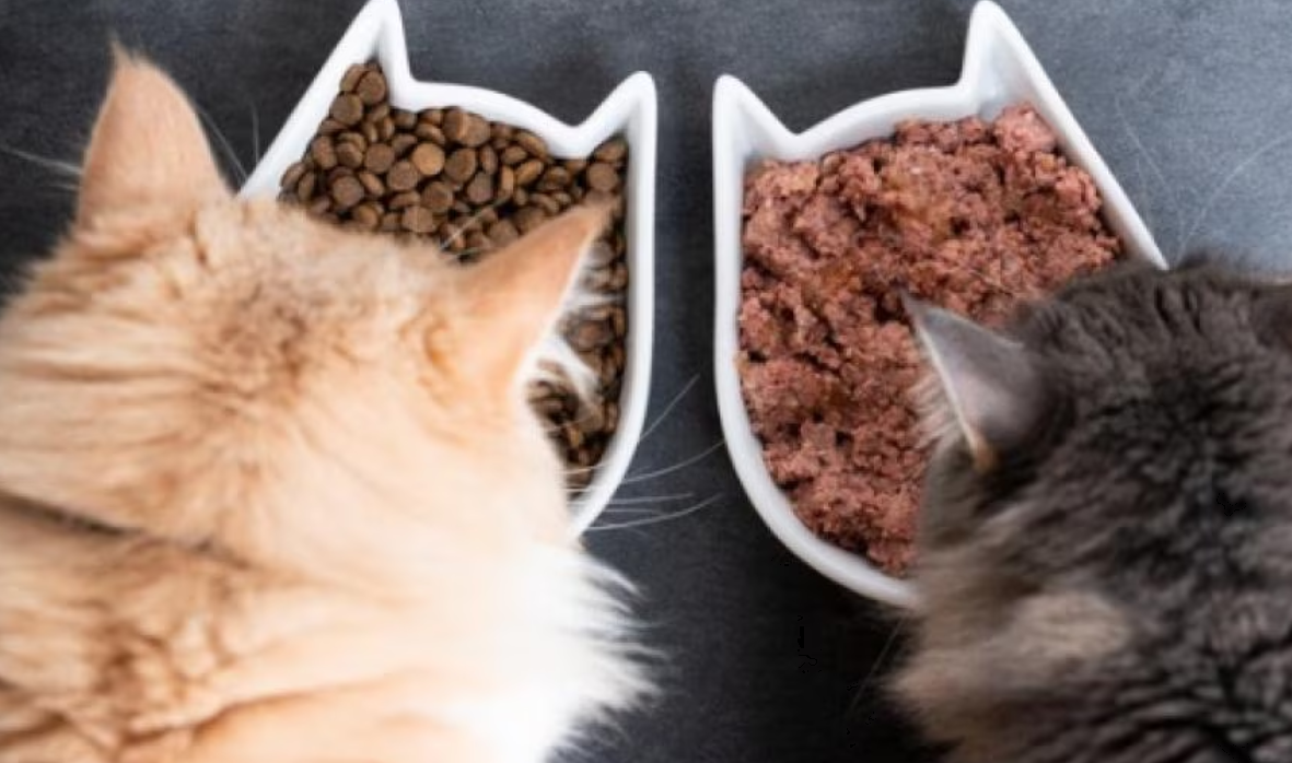 What damp and dry cat food brand name does your pet cat love?