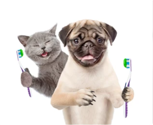 Budget-friendly Family Pet Dental Care: Tips as Well as Methods for Maintaining your animal’s teeth healthy and balanced on a spending plan 