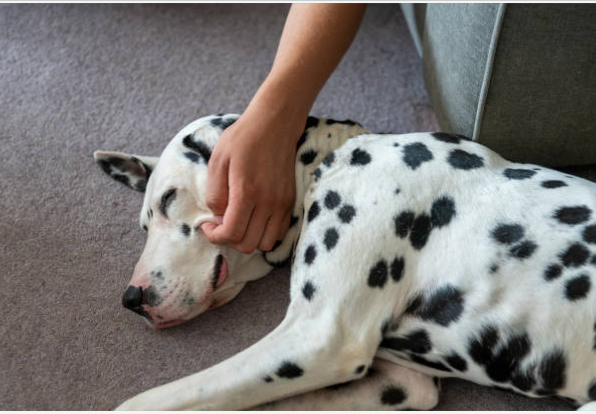 Dog With Inflammatory Bowel Disease (IBD)-What To Feed And Its First Aid