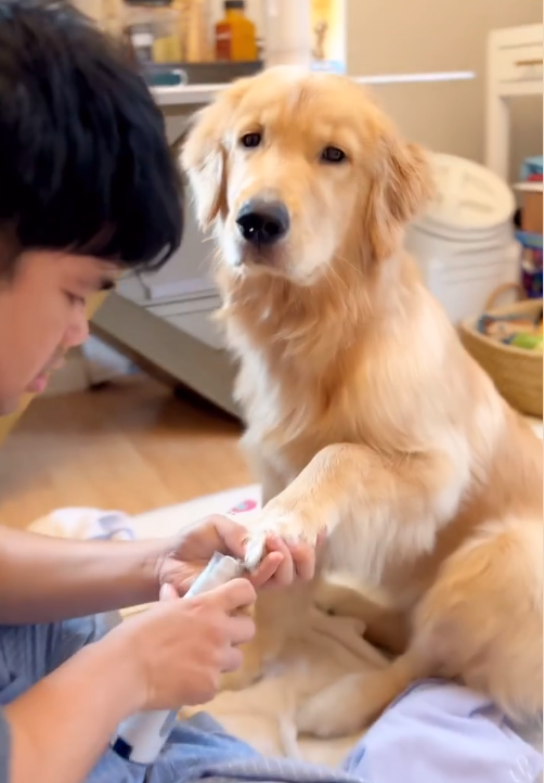 Average Cost to Sedate a Dog for Nail Trimming