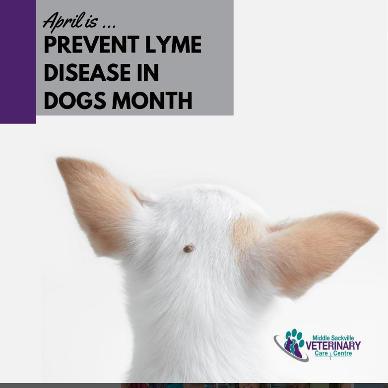 Lyme Disease in Dogs: What You Need to Know