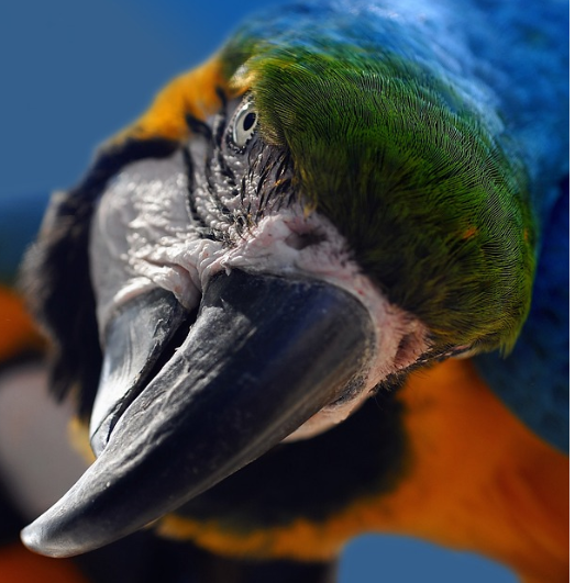 Tips on How to Trim Parrot’s Overgrown Beak