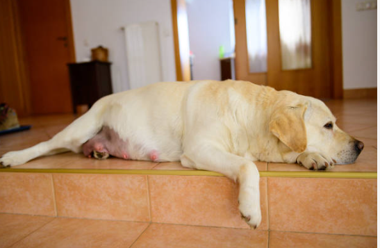 Gestation Period in Dogs: All You Need to Know