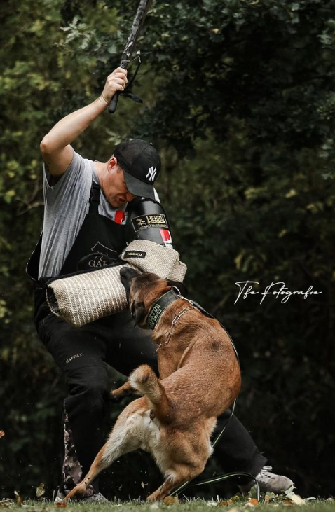 Schutzhund Training: What Is It and How Does It Work?