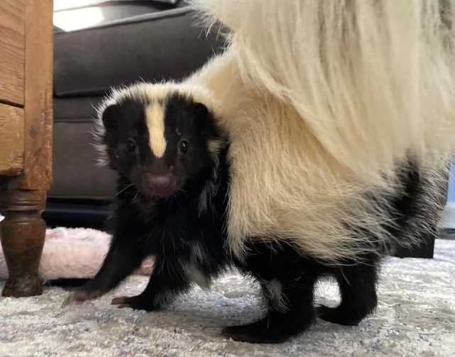 Skunks as pets: A comprehensive guide
