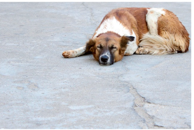 Signs of Stress in Dogs -A Comprehensive Guide