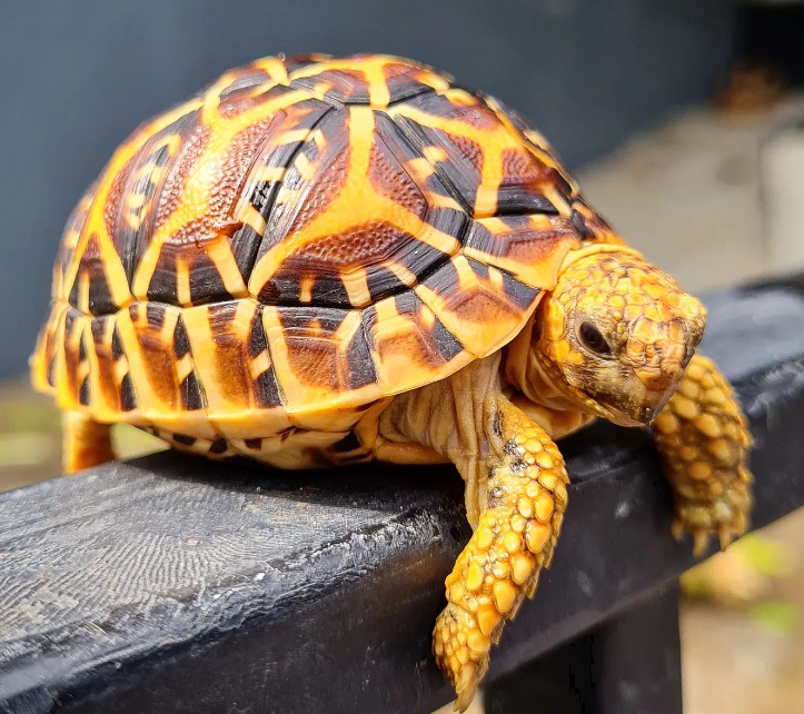 Can Tortoises Make Good Pets?