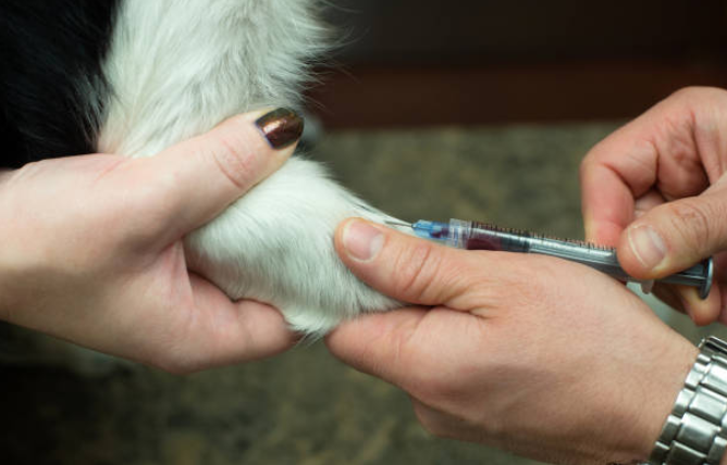 Roundworm in Dogs: What you need to know