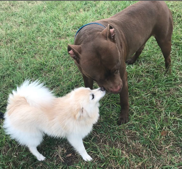 How To Socialize Your Pit Bull Puppy for a Lifetime of Dog Friends