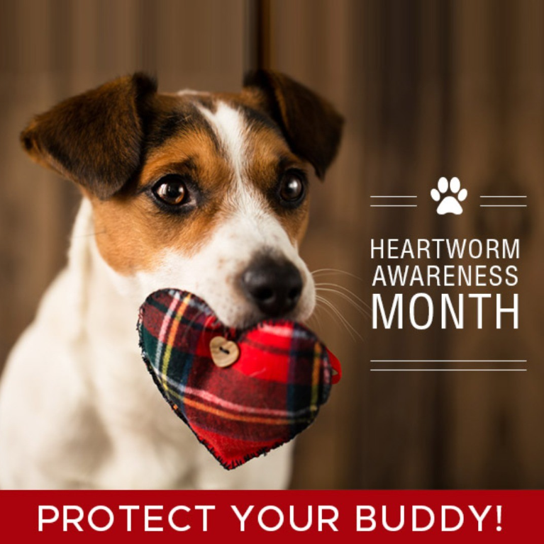 Heartworm Disease in Dogs ,Causes, Symptom, Prevention and Treatment