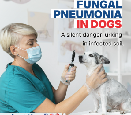 Pneumonia in Dogs Causes, symptoms, preventions and Treatment