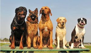 Top 5 Most Intelligent Dog Breeds