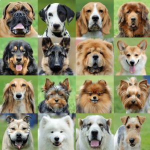 Top 3 Most Dangerous Dog Breeds