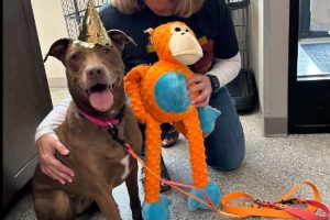 Dog Finally Adopted After 824 Days at Shelter