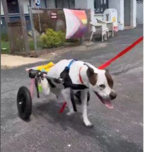 Heartbreaking End for Resilient Pitbull Battling Paralysis