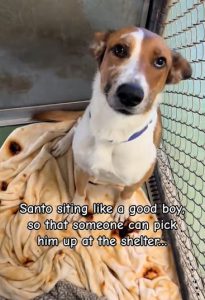 Heartwarming Video Shows Shelter Dog Waiting "like a good boy" for  Adoption After 335 days