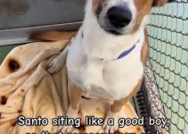 Heartwarming Video Shows Shelter Dog Waiting “like a good boy” for Adoption After 335 days