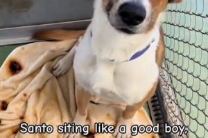 Heartwarming Video Shows Shelter Dog Waiting “like a good boy” for Adoption After 335 days