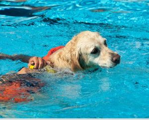 paddling pool for dog