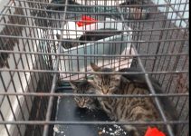 Seven Cats Dumped Outside Shelter in New York