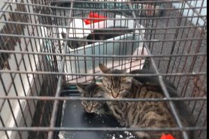 Seven Cats Dumped Outside Shelter in New York