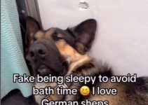 The Hilarious Moment a German Shepherd Faked Being Sleepy to Avoid Bath Time